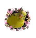 インコのひなちゃん便り（個別スタンプ：8）