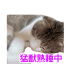 まるみを帯びた猫（個別スタンプ：3）