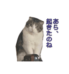 まるみを帯びた猫（個別スタンプ：4）