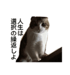 まるみを帯びた猫（個別スタンプ：6）