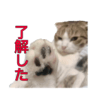 まるみを帯びた猫（個別スタンプ：7）