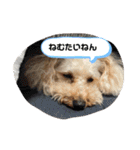 ぽちゃばっと（個別スタンプ：12）