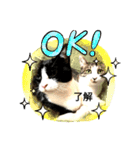 chu-ko tara（個別スタンプ：2）
