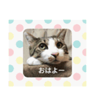 chu-ko tara（個別スタンプ：3）