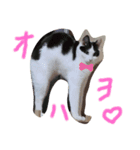 ハチワレポクちゃん（個別スタンプ：1）