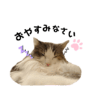 らんてんスタンプ（個別スタンプ：3）