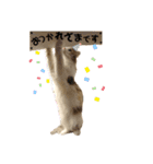 らんてんスタンプ（個別スタンプ：13）