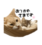 らんてんスタンプ（個別スタンプ：14）