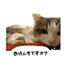 らんてんスタンプ（個別スタンプ：22）