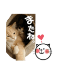 らんてんスタンプ（個別スタンプ：26）