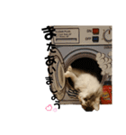 らんてんスタンプ（個別スタンプ：40）