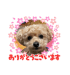 トイプードルRION（個別スタンプ：5）