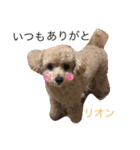 トイプードルRION（個別スタンプ：24）