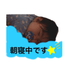 蓮ママスタンプ4（個別スタンプ：12）