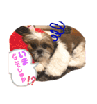 【シーズー犬】なぎたまさんPart 1（個別スタンプ：3）