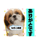 【シーズー犬】なぎたまさんPart 1（個別スタンプ：4）