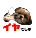 【シーズー犬】なぎたまさんPart 1（個別スタンプ：6）