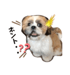 【シーズー犬】なぎたまさんPart 1（個別スタンプ：8）