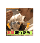 【シーズー犬】なぎたまさんPart 1（個別スタンプ：9）