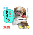 【シーズー犬】なぎたまさんPart 1（個別スタンプ：10）