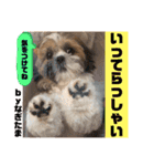 【シーズー犬】なぎたまさんPart 1（個別スタンプ：11）