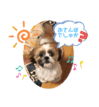 【シーズー犬】なぎたまさんPart 1（個別スタンプ：14）