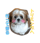 【シーズー犬】なぎたまさんPart 1（個別スタンプ：15）