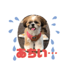 【シーズー犬】なぎたまさんPart 1（個別スタンプ：16）