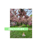 ぱぴぱぴパピヨン25（個別スタンプ：2）