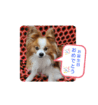 ぱぴぱぴパピヨン25（個別スタンプ：6）