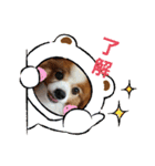 ぱぴぱぴパピヨン25（個別スタンプ：9）