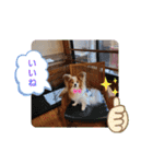 ぱぴぱぴパピヨン25（個別スタンプ：10）