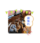 ぱぴぱぴパピヨン25（個別スタンプ：12）