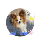 ぱぴぱぴパピヨン25（個別スタンプ：14）