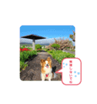 ぱぴぱぴパピヨン25（個別スタンプ：15）