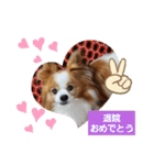 ぱぴぱぴパピヨン25（個別スタンプ：21）