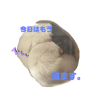 ファンシーラットのきょうだい。（個別スタンプ：2）