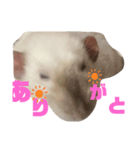 ファンシーラットのきょうだい。（個別スタンプ：6）