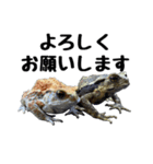 ヒキガエルの会話（個別スタンプ：1）