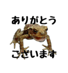 ヒキガエルの会話（個別スタンプ：3）