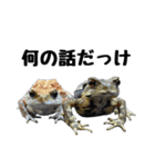 ヒキガエルの会話（個別スタンプ：8）