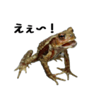 ヒキガエルの会話（個別スタンプ：9）