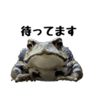 ヒキガエルの会話（個別スタンプ：11）