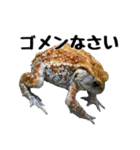 ヒキガエルの会話（個別スタンプ：17）