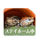 ヒキガエルの会話（個別スタンプ：24）