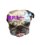 ブヒ…（個別スタンプ：3）