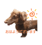 ミニチュアダックス サン☀②（個別スタンプ：1）