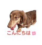 ミニチュアダックス サン☀②（個別スタンプ：2）