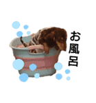 ミニチュアダックス サン☀②（個別スタンプ：14）