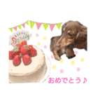 ミニチュアダックス サン☀②（個別スタンプ：20）